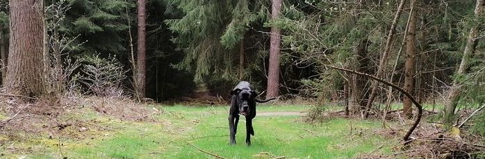 Mobile Hundeschule in Marl und Umgebung