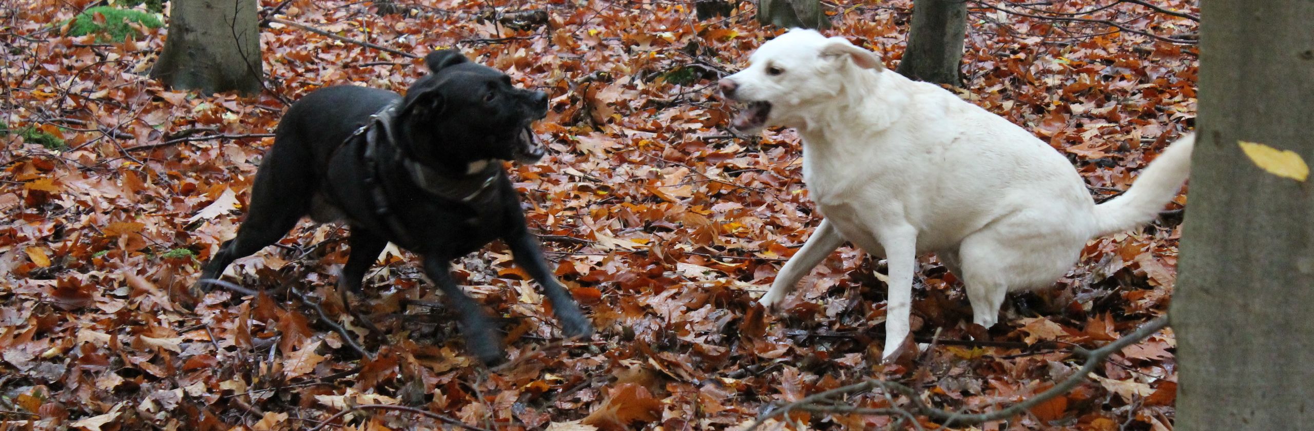 Mobile Hundeschule in Taunusstein